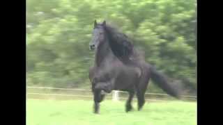 KFPS Friesian Stallion Mintse 384 Sport [upl. by Gard]