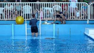 Clearwater Marine Aquarium  The Winter And Panama Show  102611 [upl. by Marjie]