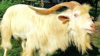 Saanen Goat  Male [upl. by Eli]