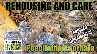 Poecilotheria ornata quotFringed Ornamentalquot Rehouse and Care [upl. by Nnil903]