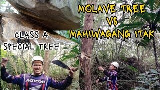 Tugas molave tree class A  pinaka special na kahoy panggatong [upl. by Nylidnam]