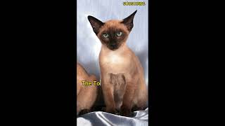 Tonkinese Cats youtubeshorts shots animals [upl. by Elsinore512]