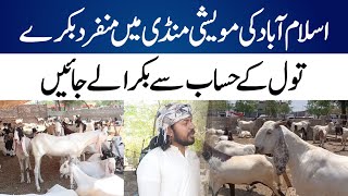 Bakra Tol Kr Khareeden  Islamabad Ki Mandi Mien Munfarid Bakry [upl. by Victoir]