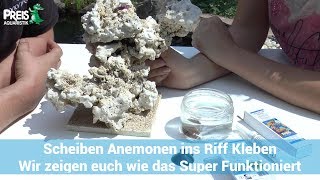 Scheiben Anemonen ins Riff kleben wir zeigen euch das mal [upl. by Shuping]