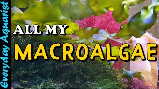 ALL my MACROALGAE  FULL Macroalgae TOUR 2021 [upl. by Ahsaei]