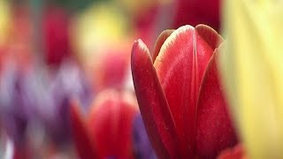 Floriade Flower Show Canberra [upl. by Patsy220]