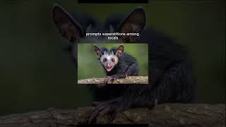 The Dark Side of Madagascars Enigmatic AyeAye [upl. by Eastlake]