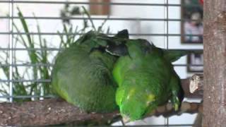 Lineolated Parakeets holding hands ♥♥♥ [upl. by Attennod]