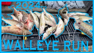 MAUMEE RIVER WALLEYE RUN 2024 WALLEYE RUN [upl. by Jamima]