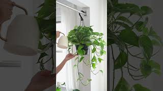 Best Low Light Hanging Houseplants for Your Home shorts indoorplants [upl. by Eliga]