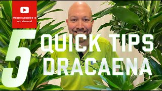 5 Quick tips Dracaena [upl. by Afaw]