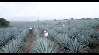 Tanteo Tequila Production Process [upl. by Yoshiko27]