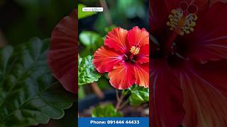 Hibiscus flower for fast hair growth and Hair fall  Hibiscus flower for your long shiny free Hair [upl. by Saitam112]