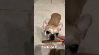 Dog treats dog animlasfunny funnyanimal [upl. by Mariele]