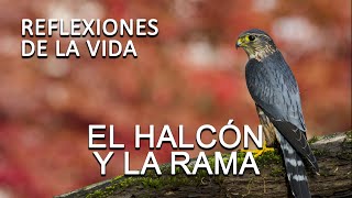 REFLEXION El HALCÓN Y LA RAMA Reflexiones de la vida para seguir adelante como ser mejor persona [upl. by Lennox]