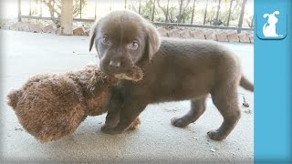 Adorable Chocolate Lab Puppies VS Teddy Bear  Puppy Love [upl. by Eekcaj]