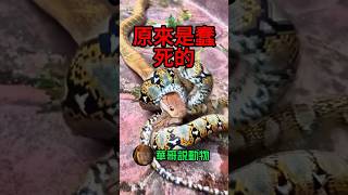 眼鏡王蛇嘲笑蟒蛇説，原來你是蠢死的！華哥説動物 animals snake [upl. by Ludwigg31]