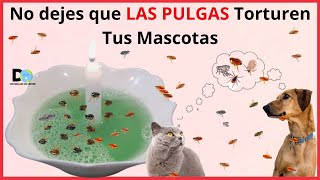 NO DEJES QUE LAS PULGAS TORTUREN A TU MASCOTA  5 MANERAS DE ELIMINAR LAS PULGAS EN PERROS Y GATOS [upl. by Lauralee]