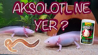 AXOLOTL BELSEME AXOLOTL NE YER AXOLOTLARIMI BESLİYORUM [upl. by Audrey]