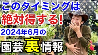 【この週は安い】6月の植物の入荷はかなり変化するので注意して下さい 【カーメン君】【園芸】【ガーデニング】【初心者】 [upl. by Kenaz]