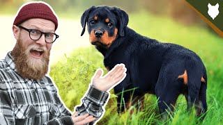 What To Do With A NEW ROTTWEILER PUPPY [upl. by Rramo340]