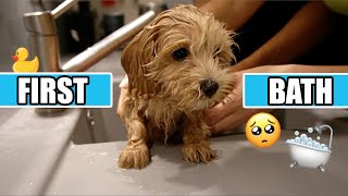 MALTIPOO PUPPY HAS FIRST BATH EVER [upl. by Ophelie]