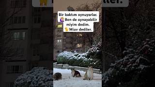 Ben de oynadım kediler catvideos kedisevgisi ankara catlover [upl. by Kanter]