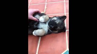 ADORABLE Siberian Husky German Shepherd mix puppy [upl. by Eirene]