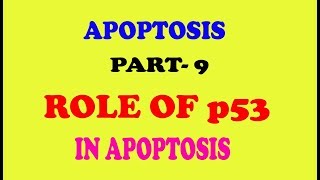 ROLE OF p53 PROTEIN IN APOPTOSIS part9 [upl. by Eylatan899]