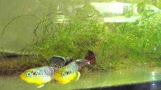 Nothobranchius guentheri amazing Killifish [upl. by Nahtiek]