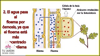 Movimiento del agua por las plantas  3 mini  experimentos  Parte 1 [upl. by Courtenay]