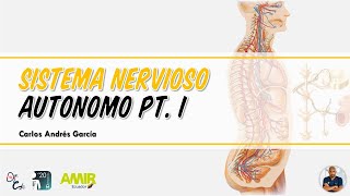 Fisiología  Sistema Nervioso Autónomo Pt I Simpático y Parasimpático [upl. by Gavriella]