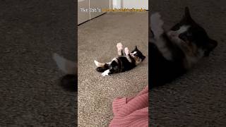 The Cats Unpredictable Pranks [upl. by Fulcher]