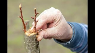 CÓMO HACER un INJERTO de PÚA en un árbol FRUTAL  La Huertina De Toni [upl. by Nordgren]