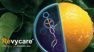 BASF Agricultural Solutions South Africa Launches Revycare® The missing link in citrus [upl. by Arawaj]