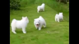 Puppy Love  Samoyed Puppies [upl. by Novahc]