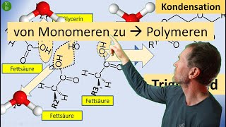 Fette  Kondensation von Fettsäuren und Glycerin  gesättigte und ungesättigte Fettsäuren [upl. by Konstantine]