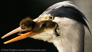 Angry mother ducks cant stop a heron that does eat animals for prey meat and is eating ducklings [upl. by Aneekan]