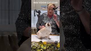 TONKINESE catshow catlover tonkinese catshorts [upl. by Natanhoj]