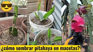 ¿cómo cultivar PITAHAYA en macetas  la famosa dragón fruit 🏜️😱👉 aquí te enseño 👍 [upl. by Zimmerman]