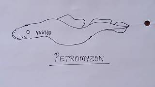 How to Draw Petromyzon Diagram  Draw Cyclostomata Diagram  Structure of Petromyzon in Very Simple [upl. by Aiset]