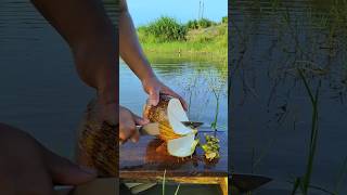 amazing skill in peeling old coconut [upl. by Aisek]