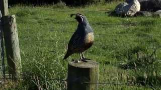 Bird Quail calling in morning sun New Zealand [upl. by Galan]