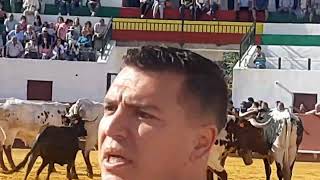 plaza de toros de la puerta de segura jaen Bonita parada de cabestros berrendos [upl. by Baptlsta]