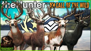 A Great One amp Super Rare Whitetail WITHOUT Herd Management Call of the wild [upl. by Jilly]