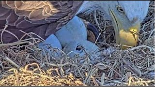 WATCH Baby Eagles expected to hatch in Dulles Virginia [upl. by Ellehcirt]