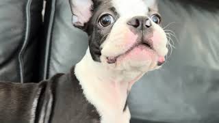 One minute of an adorable Boston Terrier barking [upl. by Curtice789]