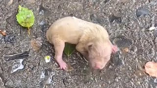 Newborn Puppy Crying For Help A Girl Passing By Heard Him [upl. by Elleynod548]