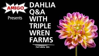 QampA with Triple Wren Farms Why are dahlias so popular [upl. by Laehctim]