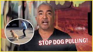 How To Stop Dogs From Pulling Their Leash  Dog Nation Episode 1  Part 3 [upl. by Jase]